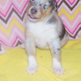 Collie Puppies from Thorndale Collies