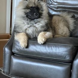 Keeshond Puppies from StarStruck Keeshonden