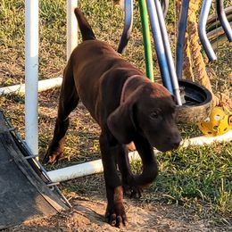 Girl 1 - Liver German Shorthaired Pointer puppy in Ashville, Ohio from Joyce Shively