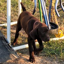 Girl 1 - Liver German Shorthaired Pointer puppy in Ashville, Ohio from Joyce Shively