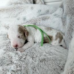 Green Boy - Brown and white male Cockapoo puppy in Fort Gibson, Oklahoma from Waggle Doodles