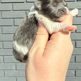 Rosebud - Blue parti female Pomeranian puppy in Newark, Ohio from Keeperofstars Pomeranians