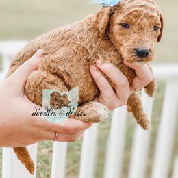 Dachshund, Goldendoodle, and Sheepadoodle Puppies from Doodles & Doxies