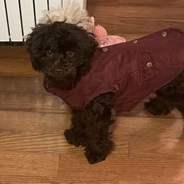 Luci - Poodle