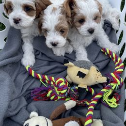 Cavapoo Puppies from Ellas.Pups