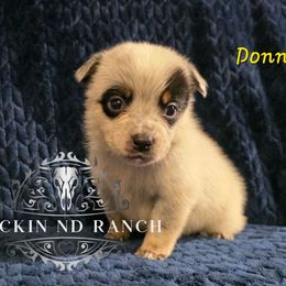 Donner - Blue female Australian Cattle Dog puppy in Silsbee, Texas from Rockin ND Ranch