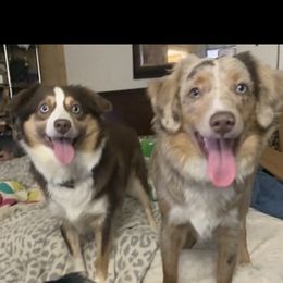 Miniature Australian Shepherds from Diamond Rainbow Aussies