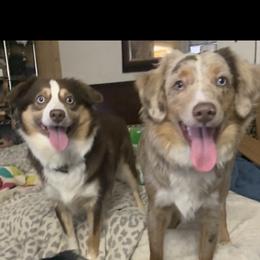 Miniature Australian Shepherds from Diamond Rainbow Aussies