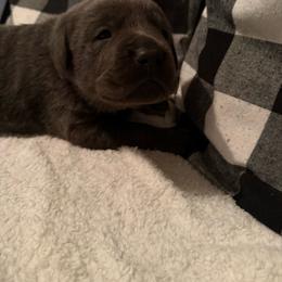 Arlo- Blue - Charcoal male Dilute Retriever puppy in Marion, Illinois from Summer Lovin’ Labradors of Southern Illinois