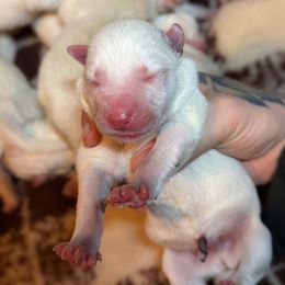 Boy 3 - White male Siberian Husky puppy in Solon Springs, Wisconsin from Snowfall Siberians