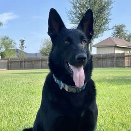 German Shepherds from Biloxi Creek Kennels