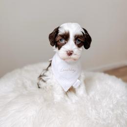 Lanmou - Love litter - Chocolate male Australian Labradoodle puppy in Syracuse, Florida from The Doodle Cove