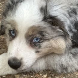 Miniature Australian Shepherds and Toy Australian Shepherds from Kai’s Aussies