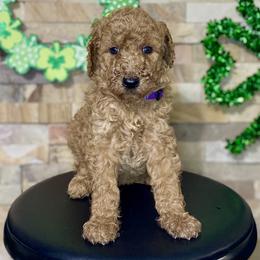 Purple collar - Red  female Goldendoodle puppy in Apple Valley, California from Daisy’s  Doodles11