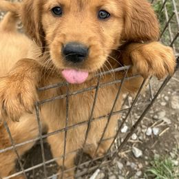 Golden Retriever Puppies from Copper Tail Golden Retrievers