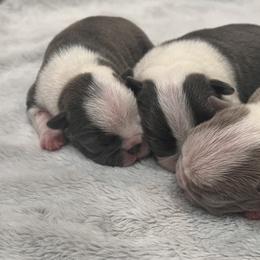 Boston Terrier Puppies from Toon’s Boston Terriers