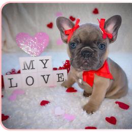 French Bulldog Puppies from Melanie Nicely