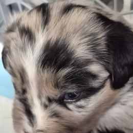 Isaac - Blue merle male Australian Shepherd puppy in Harrodsburg, Kentucky from Triple M Aussies