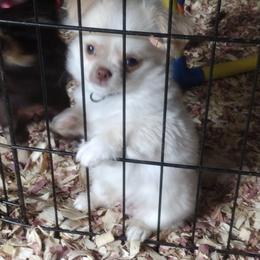 Leprechaun - Cream and white male Chihuahua puppy in Dandridge, Tennessee from The Z Spot Exotics