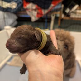 Reed - Chocolate male Australian Labradoodle puppy in Sturbridge, Massachusetts from Pawlite Best Friends