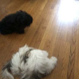 Shih Tzus from Yanna  Shih Tzus