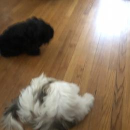 Shih Tzus from Yanna  Shih Tzus