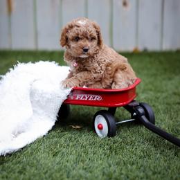 Robin - Red  female Goldendoodle puppy in Boise, Idaho from Goldendoodle Baby