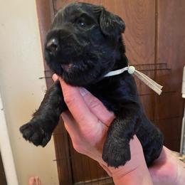 Girl 2 - Black female Black Russian Terrier puppy in Oklahoma from Ter’Avalon Kennel
