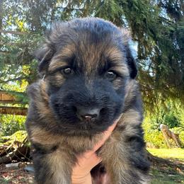 Red King Royal - Black and tan male German Shepherd puppy in Bonney Lake, Washington from German Shepherds Von Washington