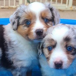 Miniature Australian Shepherds from Flat River Aussies