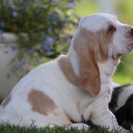 Basset Hound and Pembroke Welsh Corgi Puppies from Northstar Corgis and Basset Hounds