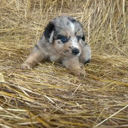 Smoke - Blue merle male Miniature Australian Shepherd puppy in Loretto, Tennessee from K Kountry Farm