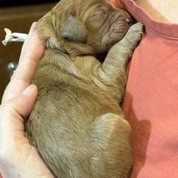 Cavalier King Charles Spaniel and Cavapoo Puppies from Boyd Cavapoo & Cavalier Puppies