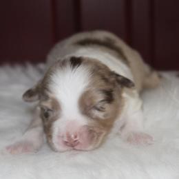 Astro-2500 - Red merle male Australian Shepherd puppy in Star City, Arkansas from Circle P Farm Australian Shepherds