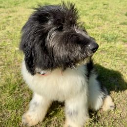 Fin- Boy 8 - Black and white Aussiedoodle puppy in Stokesdale, North Carolina from His and Hers Poodles and Doodles