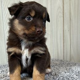 Habanero - Red tri male Toy Australian Shepherd puppy in Sulphur, Louisiana from Triple J Aussies and Corgis