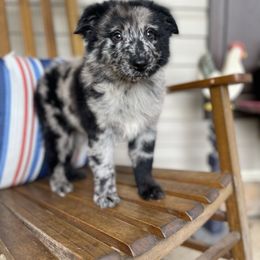 Boy 1 - Blue merle male Australian Shepherd puppy in Smithville, Arkansas from Harris Farms and Aussies