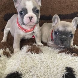 French Bulldog Puppies from Orderofthebulldogs, LLC