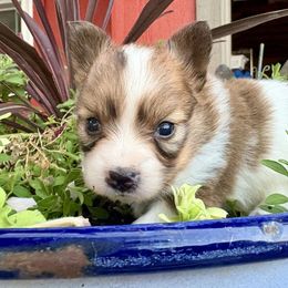 Rose (red) - White and sable female Papillon puppy in Chattanooga, Oklahoma from Lottie Dottie Scottie’s and Papillons