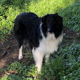 Dreamer - Old Time Scotch Collie