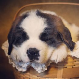 Saint Bernard Puppies from Northwoods Saint Bernards