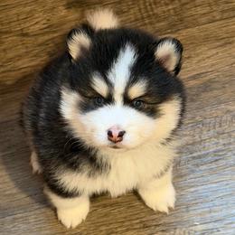Bobo - Black and white male Pomsky puppy in Mc Minnville, Oregon from West Coast Pomskies
