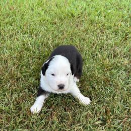 Ross - Black tri-color male Australian Shepherd puppy in Bethlehem, Georgia from CJ Farm and Kennels