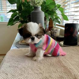 Shih Tzu Puppies from Willow Lane Shih Tzus