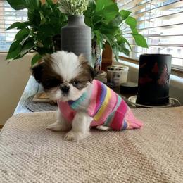Shih Tzu Puppies from Willow Lane Shih Tzus