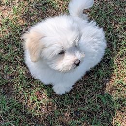 Fuzzy - White Coton de Tulear puppy in Mead, Oklahoma from Bar W Cotons