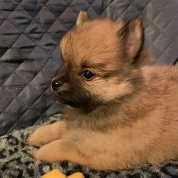 Pomeranian Puppies from DeMi Poms