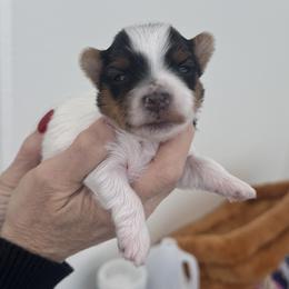 Holly - Parti female Yorkshire Terrier puppy in West Fargo, North Dakota from A Yorkie Tale