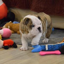 Fawn brindle and white female 2 - Fawn brindle and white female Bulldog puppy in Fleetwood, Pennsylvania from D and D Bulldogs