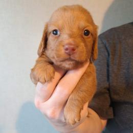 Remy - Sable female Dachshund puppy in Marshall, Texas from Wilson's Kennels